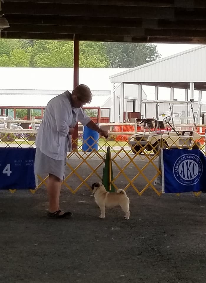 Betsy with her handler Pat